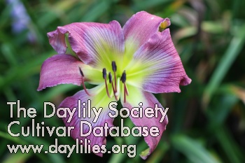 Daylily Purple Jewelwing